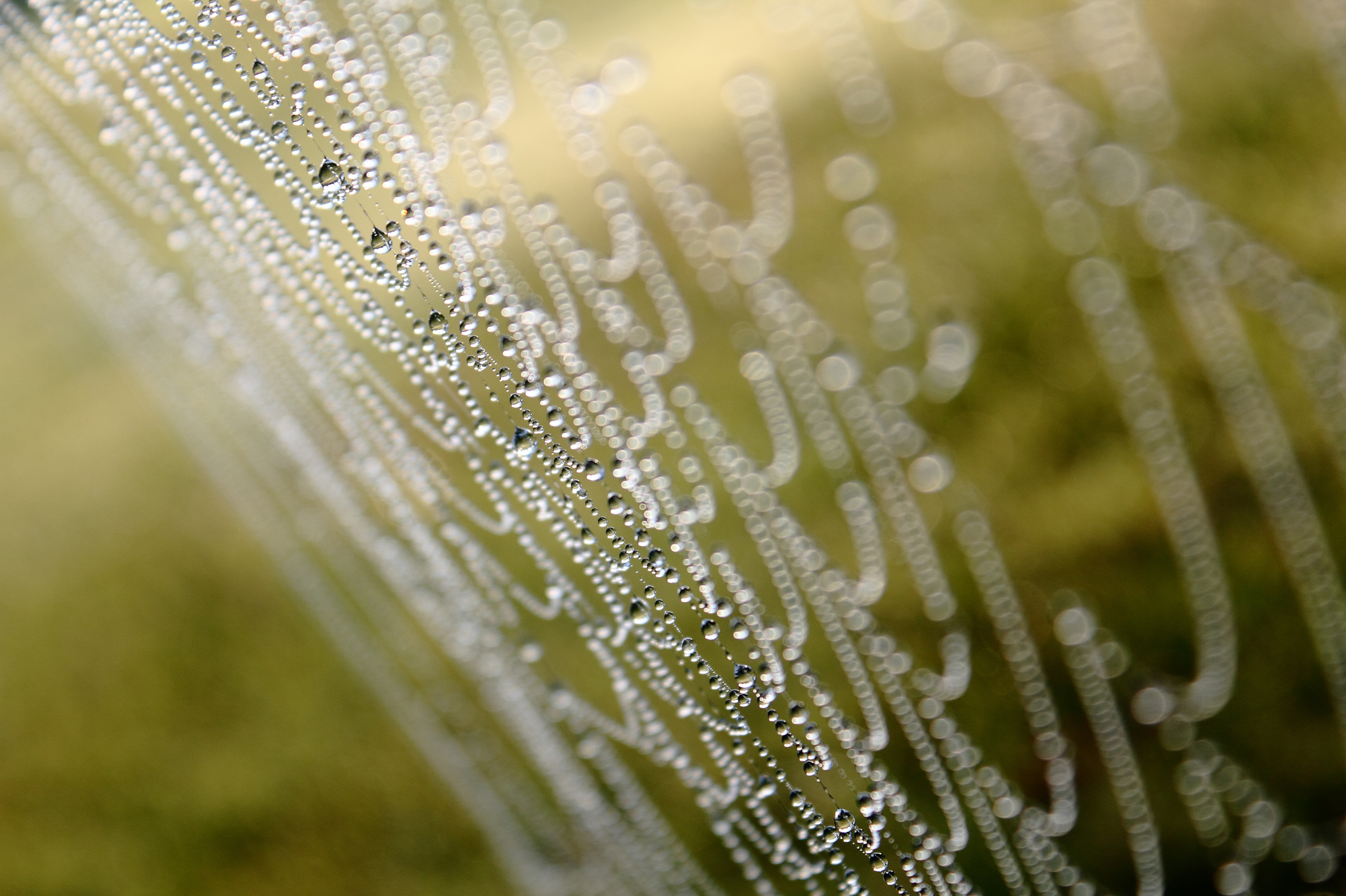 spiderweb with dew